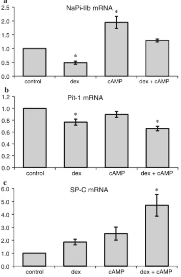 Fig. 4 Pooled densitometry data of northern blots of experiments testing the effects of dex and cAMP on NaPi-IIb, Pit-1, and SP-C mRNA expression in cultured AT II cells
