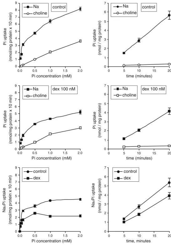 Fig. 5 Effects of Pi concentration (left) and of different incubation times (right panels) and of dex pretreatment on Pi uptake assessed in  Na-containing and in Na-free buffer