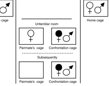 Fig. 1 Experimental design of a trial when the test-male was confronted with a strange female