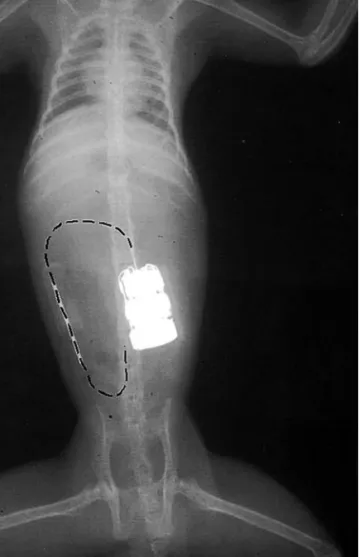 Fig. 2 X-ray image of a C. jachus wearing an implanted transmitter