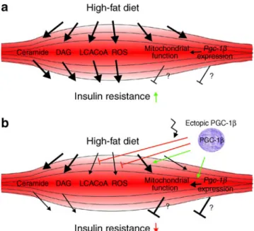 Fig. 1 Overexpression of Pgc-1 β in glycolytic rat skeletal muscles improves insulin sensitivity