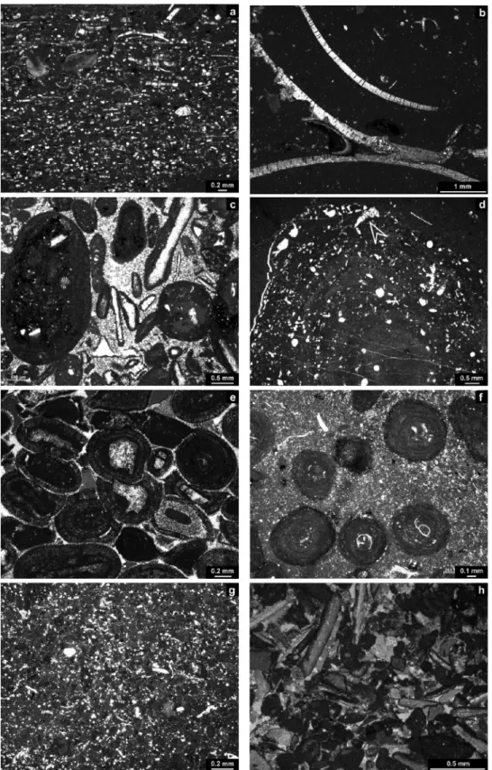 Fig. 7.  Microfacies examples from the Hauptmumienbank and steinebach members: (a) Peloidal and bioclastic packstone rich in quartz