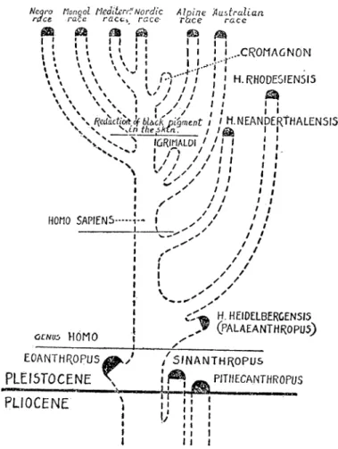 Figure 6. Human family tree by Elliot Smith, on which there is no fossil left to represent a direct ancestor of modern humans