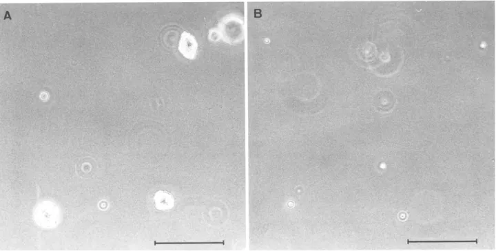 FIG. 4.  Assay of  anchorage-independent  growth. SIE-S2 (A) and  SIE-F  (B)  cells  were  suspended  in  agarose  gels  as  described  in  Materials and  Methods