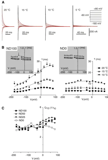 Fig. 4 Temperature effects on the kinetics of presteady-state currents. (A) Presteady-state relaxations recorded from the same oocyte in response to voltage steps from a holding potential of –60 mV to voltages in the range –180 to +80 mV at the four temper