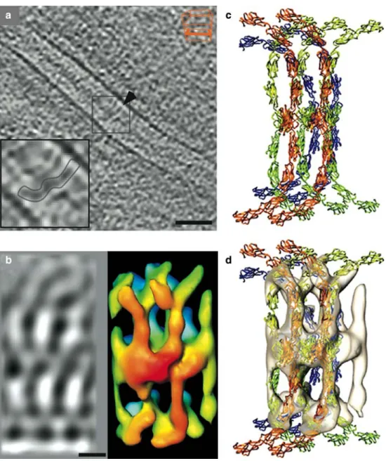 Fig. 5 From electron tomo- tomo-graphs of frozen hydrated  sec-tion to a molecular model of  desmosome structure