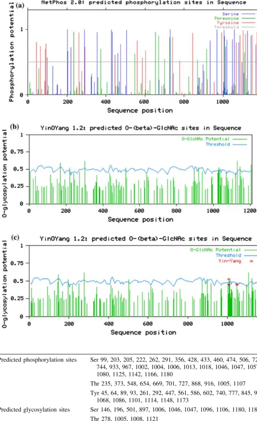 Table 1 In silico predicted phosphorylation- and  O-GlcNAc modification sites in human EGFR