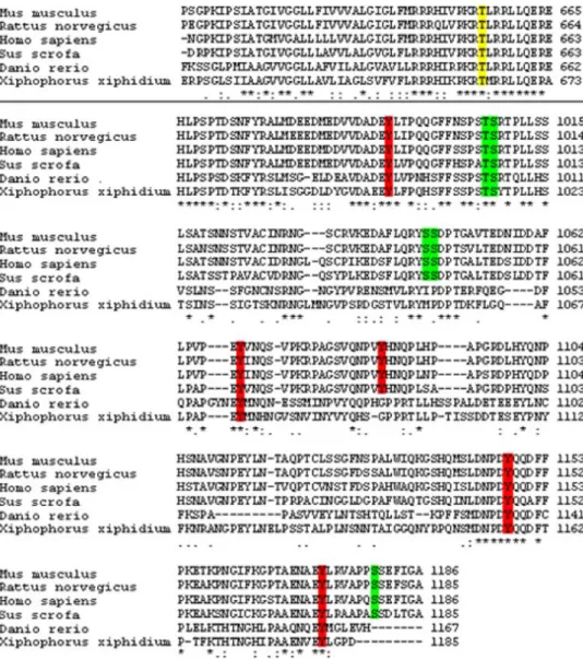Table 3 In silico predicted autophosphorylation Tyr sites in human EGFR