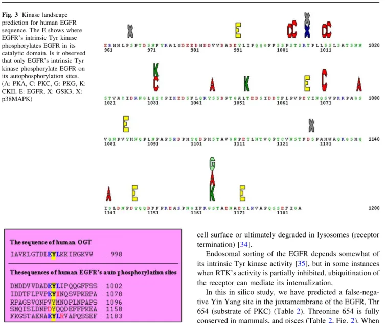 Fig. 4 Comparison of human OGT sequence around Tyr 989 with EGFR’s autophosphorylation sites