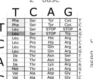 Fig. 2. MD values for the codons of Leu and Pro after further mutation events (no transition/transversion bias; CG/AT mutation ratio = 1; x AA/STOP = ) 10).