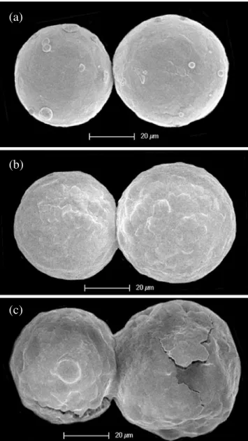 Fig. 2 Growing of a neck between two powder particles sub- sub-jected to laser irradiation; the growing of the neck can be  con-trolled by adjusting the pulse frequency