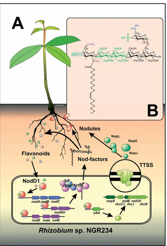 Figure 1. Flavonoid-inducible determinants of nodulation in Rhizobium sp. NGR234. (A) Flavonoids secreted from the roots trigger the expres- expres-sion of the rhizobial nodulation genes (nod, nol and noe) required for nodulation
