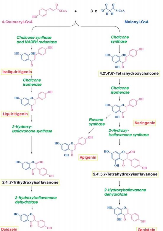Figure 2. Biosynthesis of flavonoids and related compounds in plants. Two pathways exist