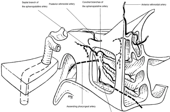 Fig. 1 Schematic oblique view to the sphenopalatine artery (SPA)