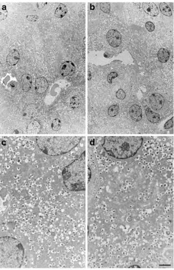 Table 1 Morphometric analysis of pancreas