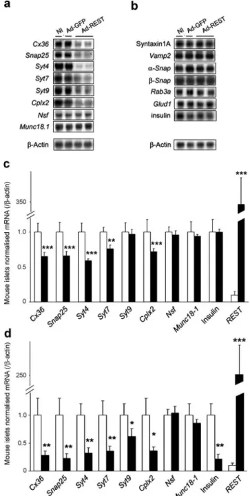 Fig. 6 REST downregulates the expression of several genes coding for proteins of the exocytotic machinery