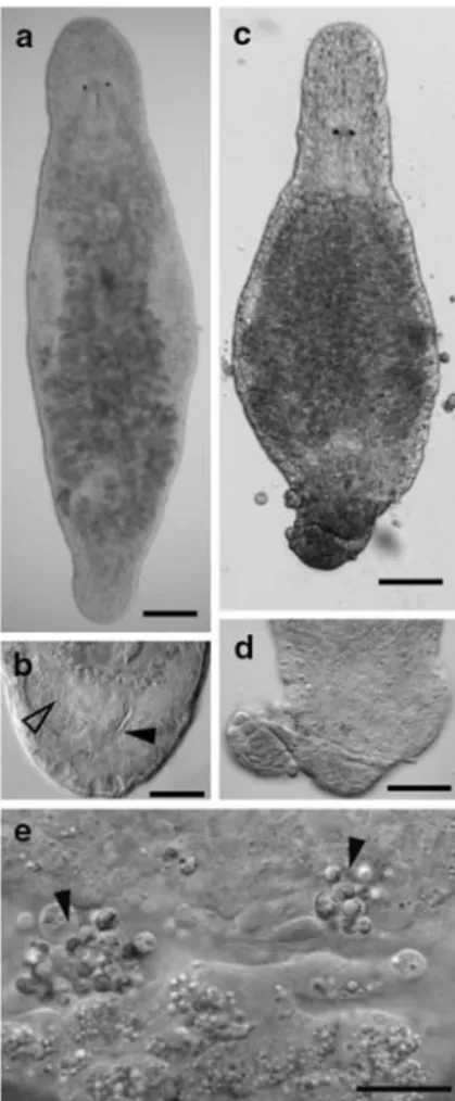 Fig. 3 Pathological effects of Thraustochytrium caudivorum on Macrostomum lignano: a a healthy M
