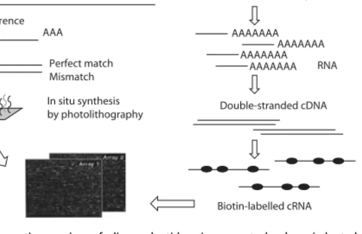 Fig. 2 Schematic overview of oligonucleotide microarray technology (adapted from [39], reproduced with permission of PAREXEL MMS Europe Ltd)