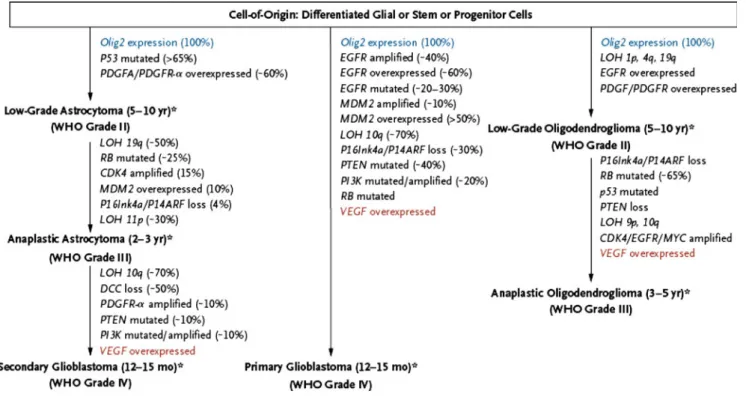 Fig. 1 Pathways in the development of malignant gliomas. Olig2 Oligodendrocyte transcription factor 2, VEGF vascular endothelial growth factor, DCC deleted in colorectal carcinoma, EGFR epidermal growth factor receptor, LOH loss of heterozygosity, MDM2 mur