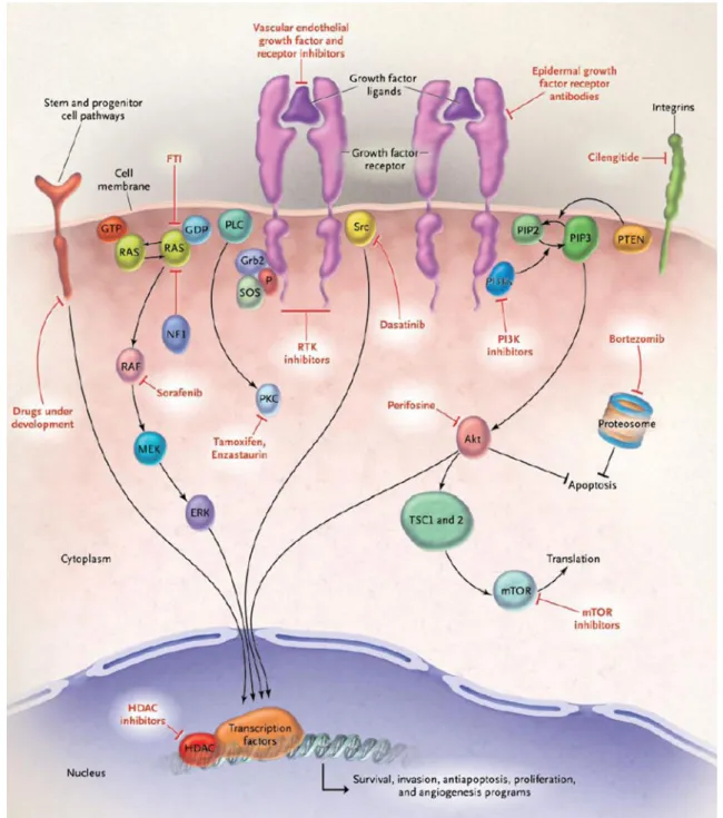 Fig. 2 Major signaling pathways in malignant gliomas and the corresponding targeted agents in development for glioblastoma