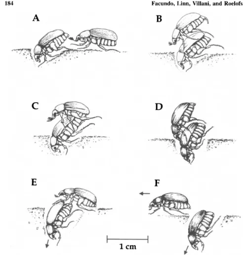 Fig. 4. Illustration of behaviors in the mating sequence of the oriental beetle. (A) The male ap- ap-proaches a female; (B) the male mounts the female and starts to position his legs for securing the female's body; (C) the male inserts his aedeagus into th