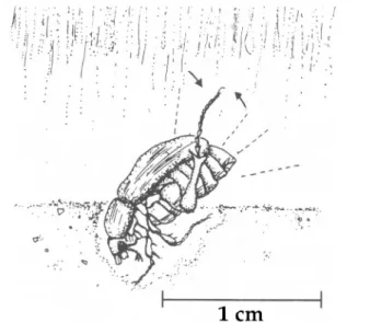 Fig. 2. A female in the calling position, with the head inside the emergence hole and only the abdomen exposed to the air