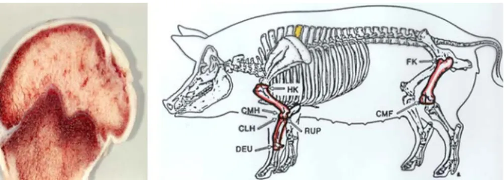 Fig. 1 Osteochondral (OC) lesions in pig. Left: head of humerus bone showing the OC lesions