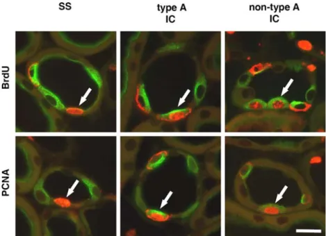 Fig. 2 Mitotic Wgures in segment-speciWc (SS) CNT cells, in type A and non-type A intercalated (IC) cells of control mice