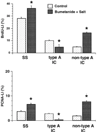 Fig. 4 BrdU labeling index (upper panel) and PCNA labeling in- in-dex (lower panel) in SS-, type A IC and non-type A IC cells of  un-treated and bumetanide-salt un-treated mice