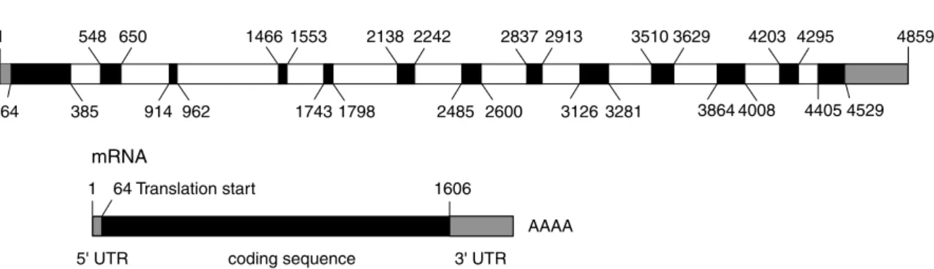 Figure 1. Organization of the DMT1 gene. Total length of the genomic DMT1 DNA region is 4859 base pairs, of mRNA without the poly-A tail (cDNA) 1936 nucleotides and of the coding region 1542