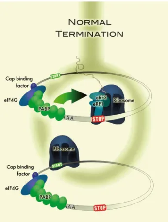 Fig. 1 Schematic model of efficient translation termination in the proper mRNP environment