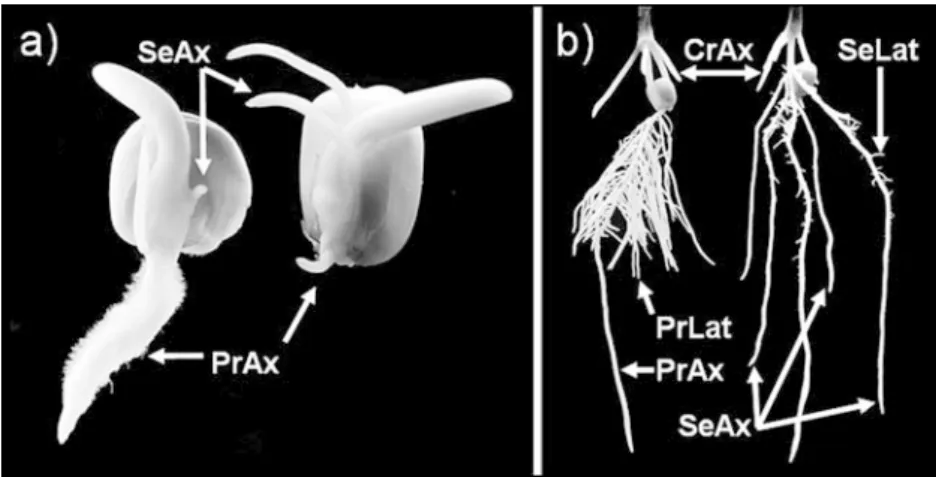 Fig. 1 Root system of maize (Zea mays L.) dent inbred lines Lo964 (left) and Lo1016 (right) at germination at 25°C (a) and at the one-leaf stage after 2 weeks of growth at 15/13°C (day/