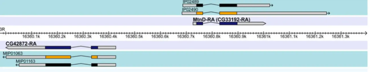 Fig. 2 Metal-response elements (MREs) of MtnA-MtnE and genomic organization of MtnD and MtnE