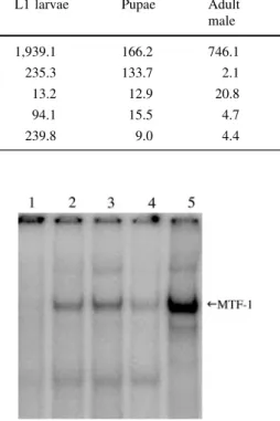 Fig. 7 MTF-1 binds to the MREs of MtnD/MtnE genes. Drosophila S2 cells were transfected with mouse MTF-1 expression plasmids, and 10 lg of nuclear protein extract was used for each bandshift reaction
