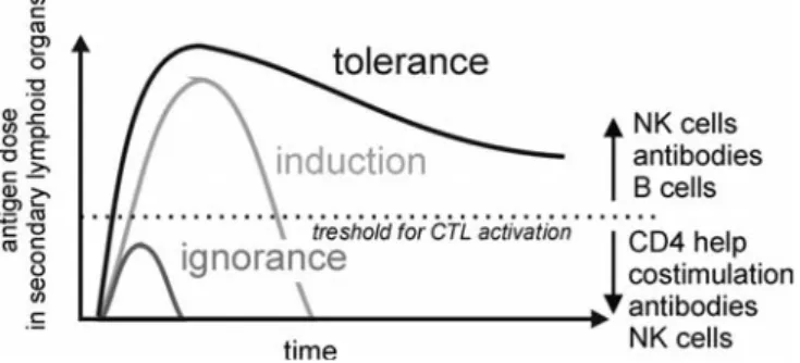 Fig. 1 Antigen dose over time in secondary lymphoid organs determines the resulting CTL response