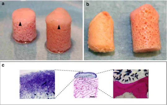 Fig. 2 a Engineered osteochondral grafts after 3 weeks of culture.