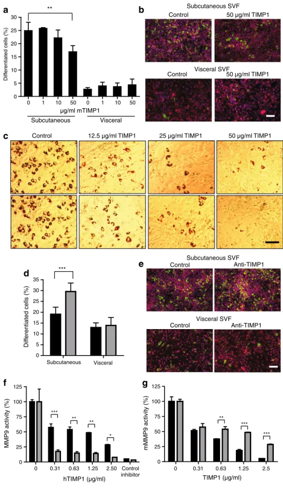 Fig. 3 TIMP1 inhibits primary b