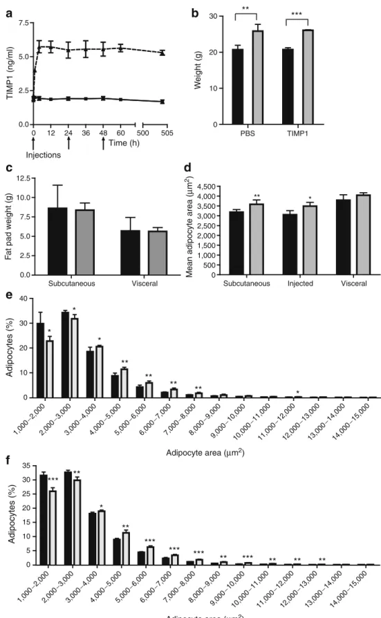 Fig. 4 Murine TIMP1 leads to adipocyte hypertrophy in vivo.