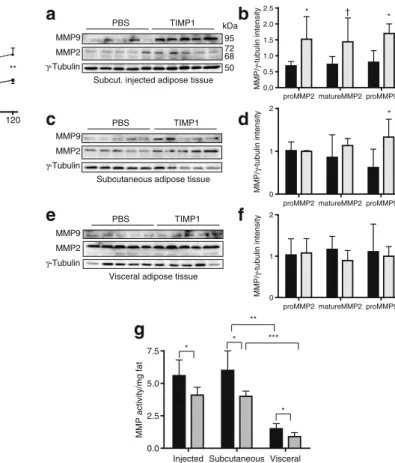 Fig. 6 a Western blot for MMP2, MMP9 and γ -tubulin of protein extracts from subcutaneous injected adipose tissue, with quantification (b); murine TIMP, grey bars; PBS, black bars