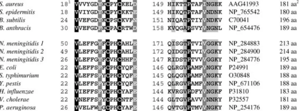 Fig. 2 Expression pattern of dsbA transcript during growth.