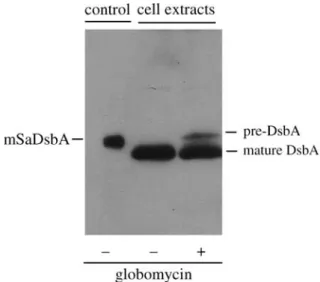 Fig. 6 Inﬂuence of globomycin on the maturation of DsbA.