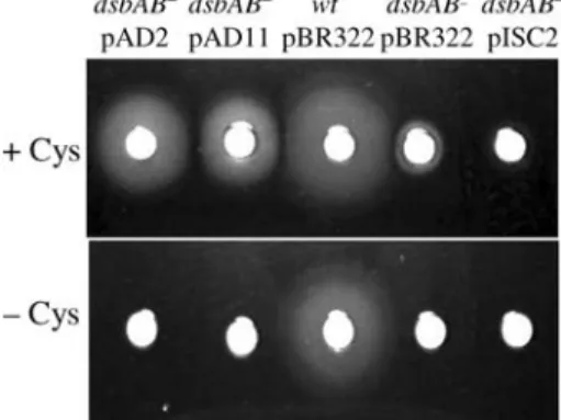 Fig. 8 Complementation of the motility of an E. coli dsbA dsbB double mutant. Where indicated (+Cys), cystine was added at a concentration of 25 lg/ml