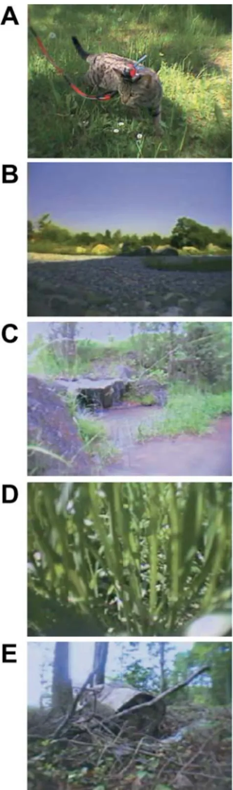 Fig. 1. Setup. a The cat is exploring an outside park area on one of its walks. The red cable, twisted with the leash, connects to the VCR in the backpack