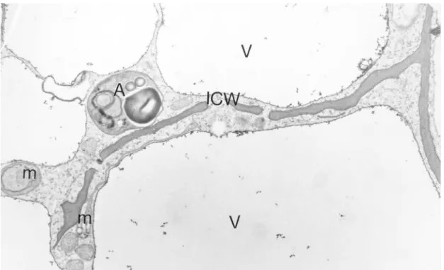 Fig. 3. Electron micrograph (  10 400) showing an incomplete cell wall (ICW) between two cells of the fully habituated nonorganogenic sugarbeet callus (V  vacuole; A  amyloplast; m  mitochondria).