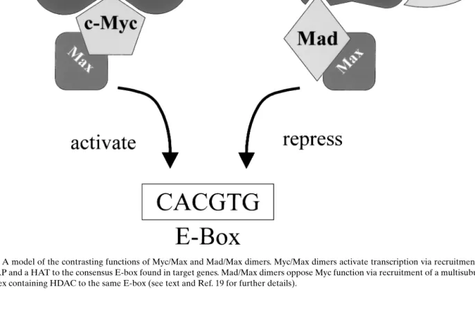 Fig. 1. A model of the contrasting functions of Myc/Max and Mad/Max dimers. Myc/Max dimers activate transcription via recruitment of TRRAP and a HAT to the consensus E-box found in target genes