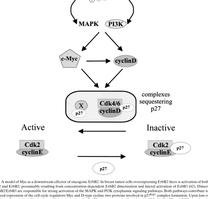 Fig. 2. A model of Myc as a downstream effector of oncogenic ErbB2. In breast tumor cells overexpressing ErbB2 there is activation of both ErbB2 and ErbB3, presumably resulting from concentration-dependent ErbB2 dimerization and lateral activation of ErbB3