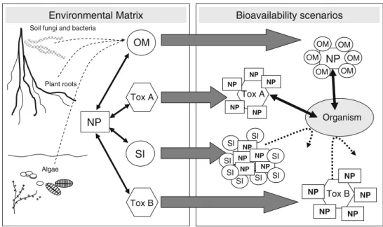 Fig. 3 Scenario of nanoparticles’ (NP) interactions with toxicants (Tox A and B), salt ions (SI), and organic matter (OM) such as humic acids or compounds released by plants, fungi, bacteria, and algae.