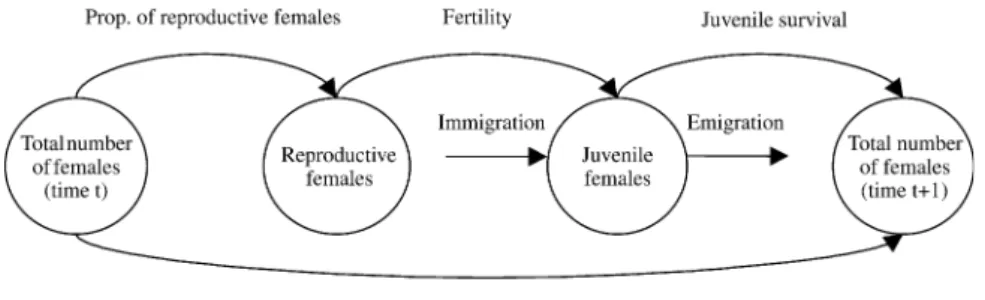 Figure 2. Annual life history traits of capercaillie females considered in the model. Fertility ac- ac-counts for both fecundity and sex ratio.