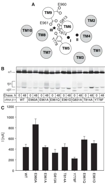 Fig. 1. Expression of Na,K-ATPase a-subunit mutants in Xenopus oocytes. (A) Schematic representation of the disposition of the transmembrane domains of the Na,K-ATPase a-subunit in a view from the intracellular side with indications of the residues which h
