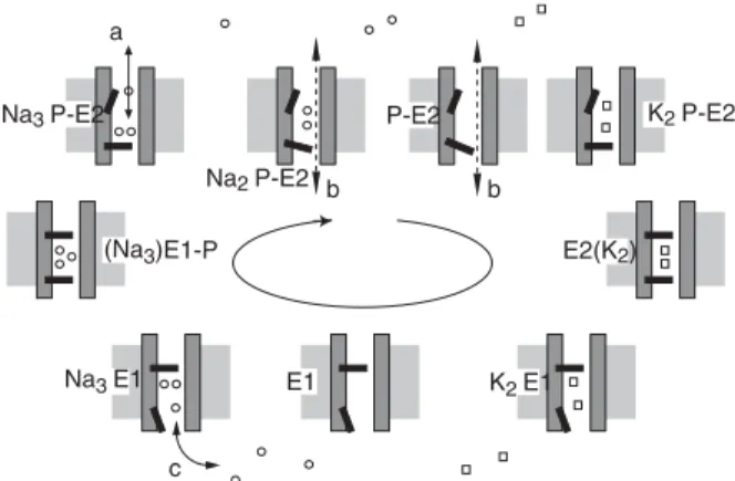 Fig. 7. Schematic model of the ion transport cycle of Na,K-AT- Na,K-AT-Pase. This model of the Na,K-ATPase transport cycle is shown to illustrate the steps which are aﬀected by the mutations studied in this work